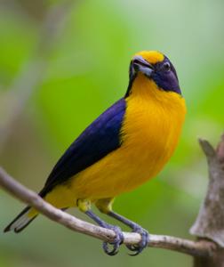 Euphonia violacea