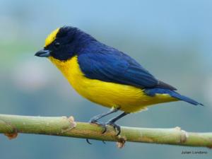Euphonia laniirostris