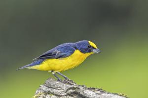 Euphonia laniirostris melanura