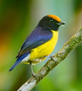 Euphonia anneae