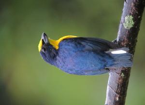 Euphonia laniirostris