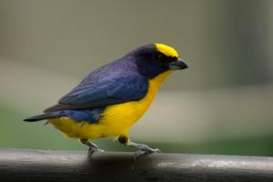 Euphonia laniirostris