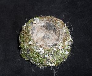 Fringilla coelebs
