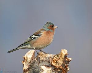 Fringilla coelebs