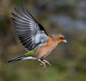 Fringilla coelebs