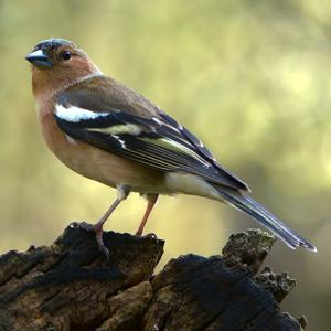 Fringilla coelebs