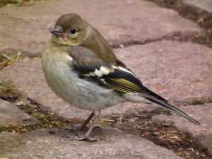 Fringilla coelebs