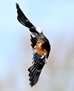 Fringilla coelebs