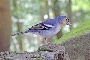 Fringilla coelebs palmae