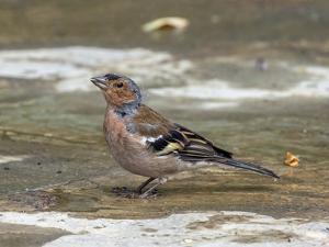 Fringilla coelebs syriaca
