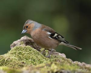 Fringilla coelebs