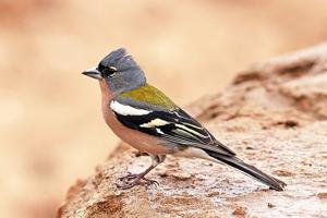 Fringilla coelebs africana