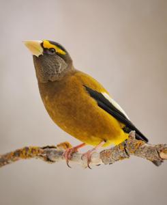 Hesperiphona vespertina
