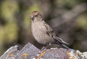 Leucosticte nemoricola altaica