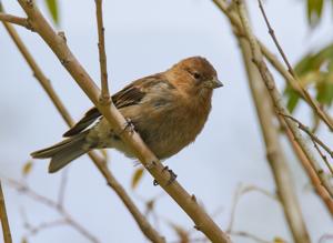 Leucosticte nemoricola