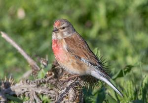 Linaria cannabina fringillirostris