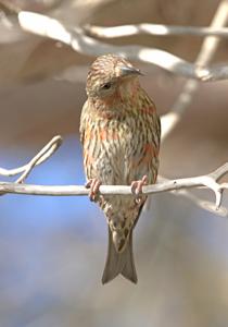 Loxia curvirostra