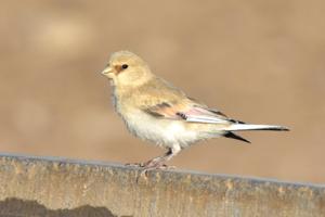 Rhodospiza obsoleta