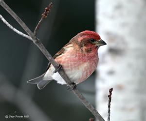 Haemorhous purpureus