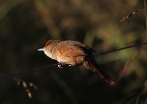 Phacellodomus ruber
