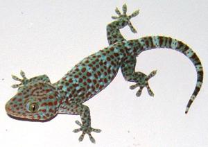 utils/thumbs/Gekkonidae/Gekko_KRRYPwxVDk9dqJKqQcf8Bf.jpg