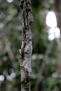 Uroplatus sikorae