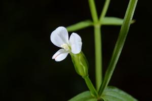 Canscora alata
