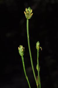 Cracosna xyridiformis