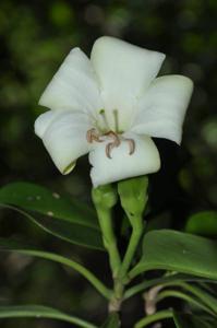 Fagraea ceilanica