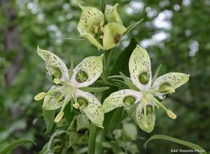 Frasera caroliniensis