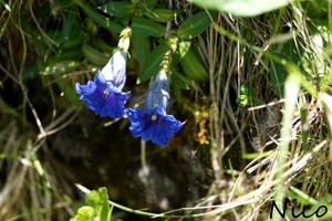 Gentiana clusii subsp. costei