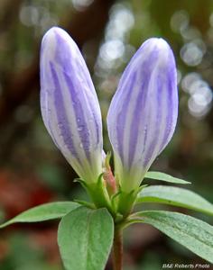Gentiana decora