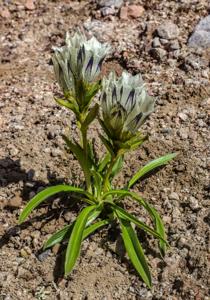 Gentiana algida