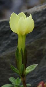 Gentiana oschtenica