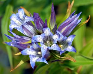 Gentiana asclepiadea 