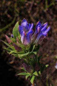 Gentiana catesbaei