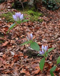 Gentiana decora