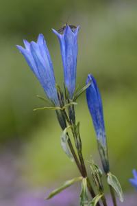 Gentiana atuntsiensis