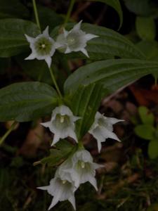 Gentiana asclepiadea 