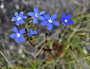 Gentiana utriculosa