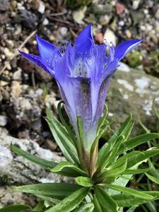 utils/thumbs/Gentianaceae/Gentiana_dZBaj34irDm8qcmcVuNGez.jpg