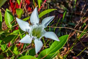 Gentiana pennelliana