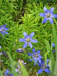 Gentiana paradoxa