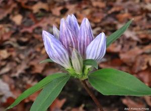 Gentiana decora
