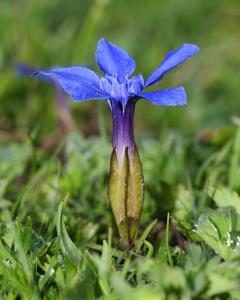 Gentiana verna