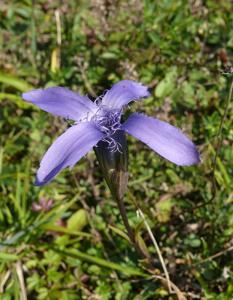 Gentianopsis ciliata
