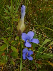 Gentianopsis virgata