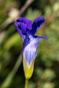 Gentianopsis thermalis