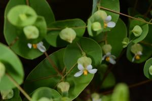 Phyllocyclus helferianus