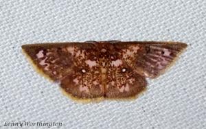 Chrysocraspeda abhadraca